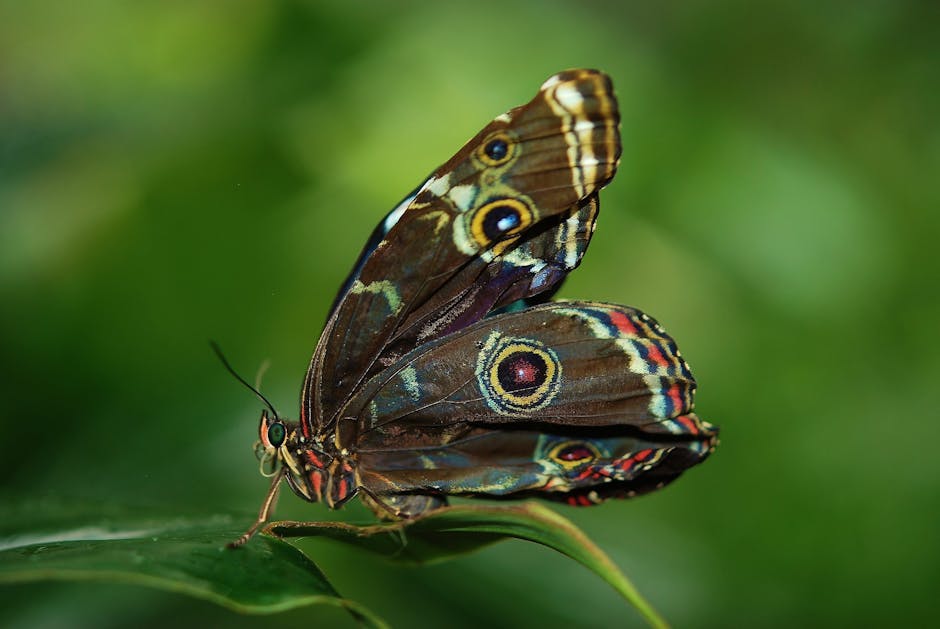 Mariposas nocturnas, llaves en ecosistemas agro-foredales