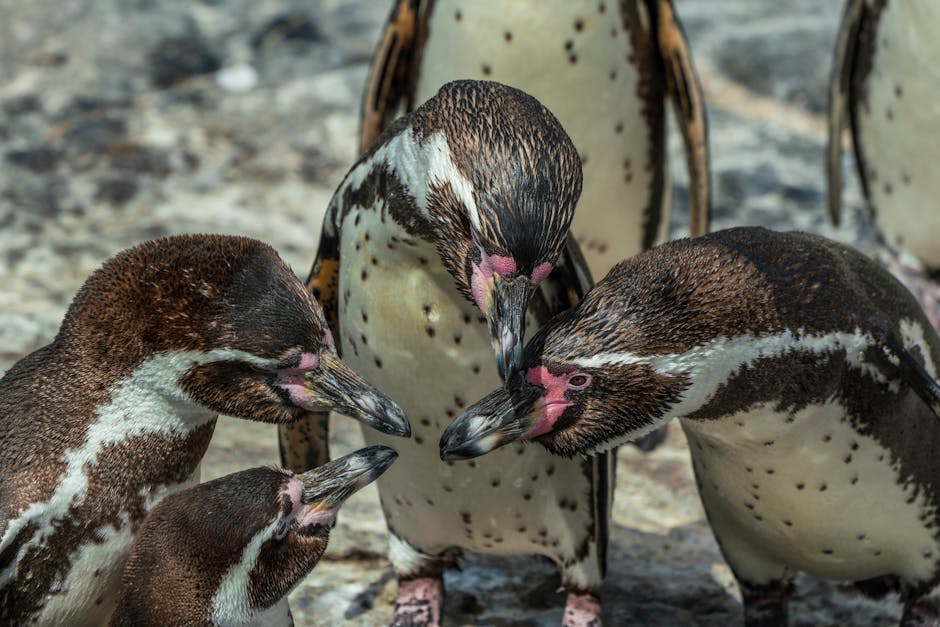 Pingüino de calidad absoluta: Eleazar Guerrero Pérez