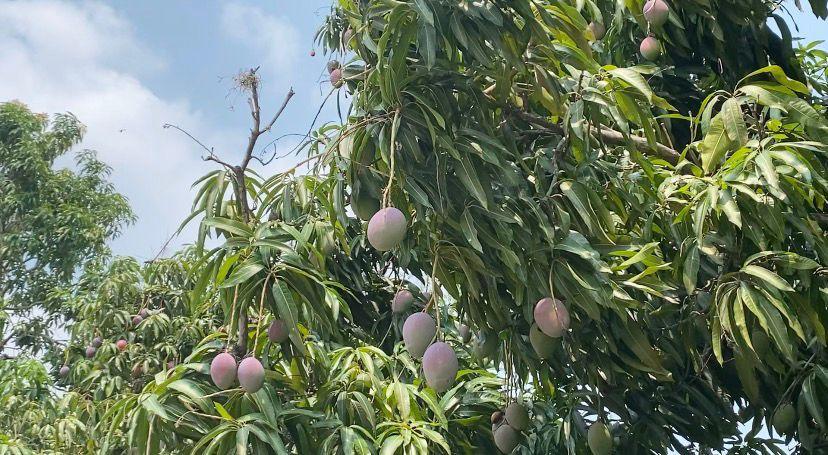 Producción de mango en Actopan cae de 35 mil a 10 mil hectáreas