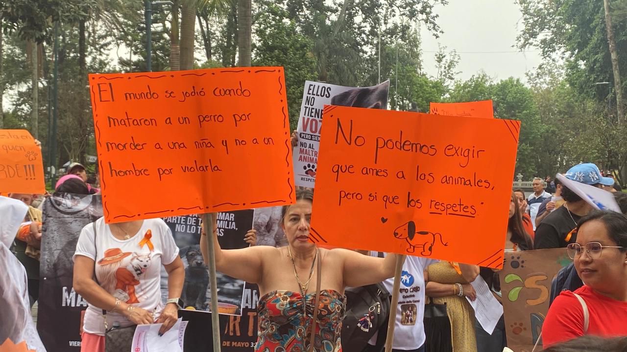Activistas exigen cárcel para maltratadores de animales en Xalapa