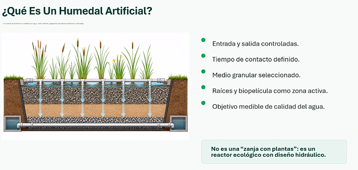 Humedales artificiales, opción económica para tratar aguas