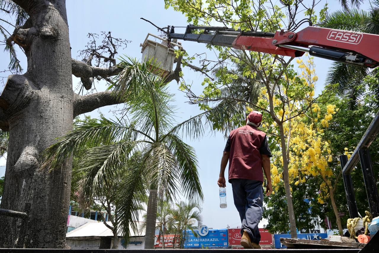 Ayuntamiento de Veracruz retira árbol en Díaz Mirón por riesgo