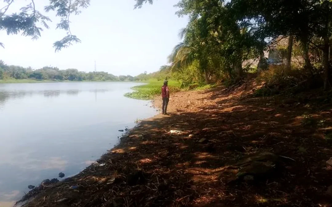 Muerte masiva de peces en Laguna Tarimoya informada por el Ayuntamiento de Veracruz