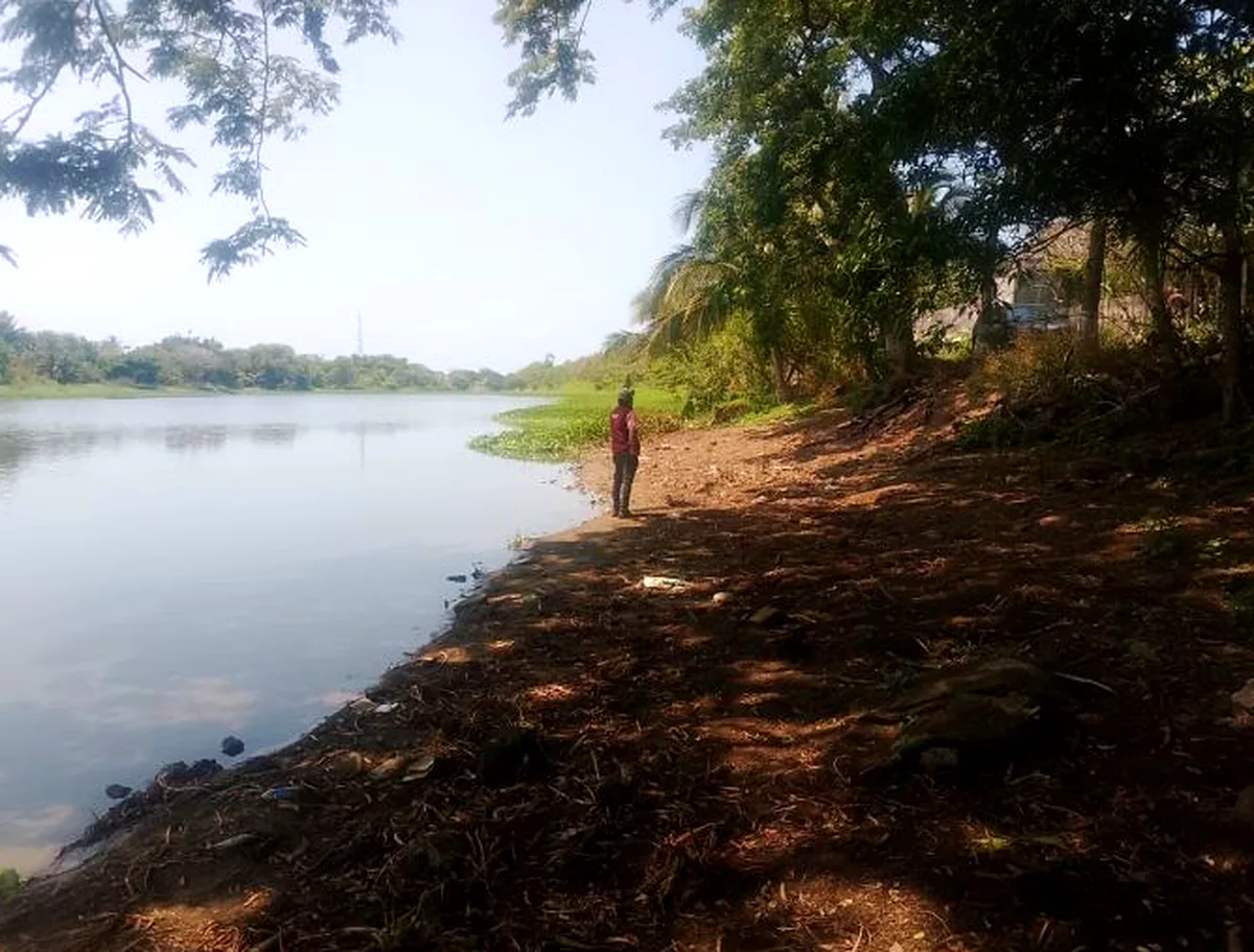 Muerte masiva de peces en Laguna Tarimoya informada por el Ayuntamiento de Veracruz — Hoy Xalapa