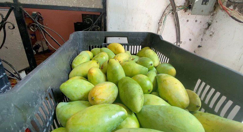 Terrenos de cultivo de mango en Actopan, Veracruz