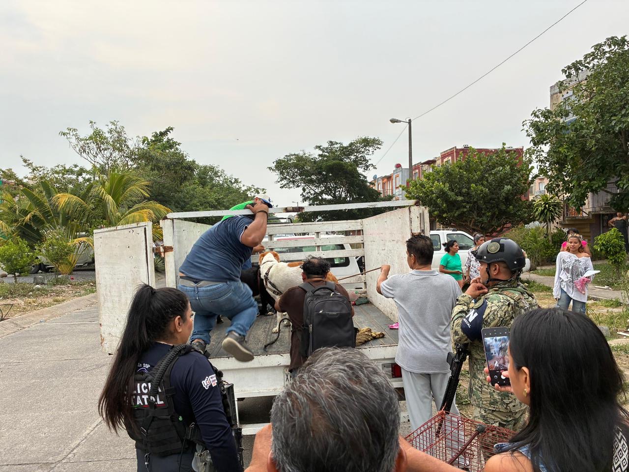 Ayuntamiento de Veracruz denuncia presunto maltrato animal en Sotavento