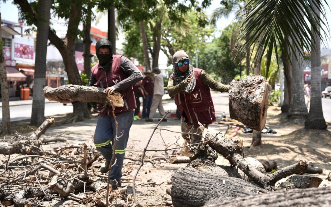 Ayuntamiento de Veracruz retira árbol en Díaz Mirón por riesgo