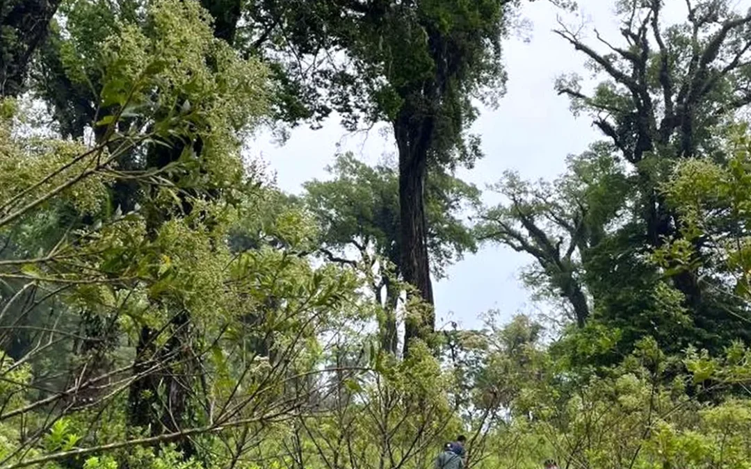 Desaparecen en zona baja del volcán San Martín en San Andrés Tuxtlá; uno muere