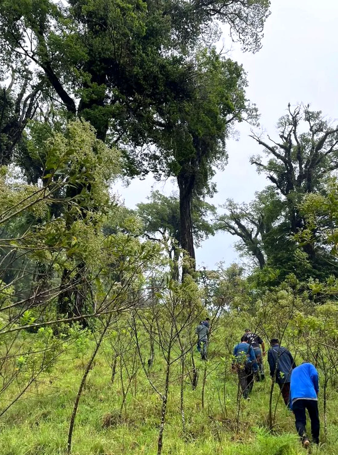 Desaparecen en zona baja del volcán San Martín en San Andrés Tuxtlá; uno muere — Hoy Xalapa