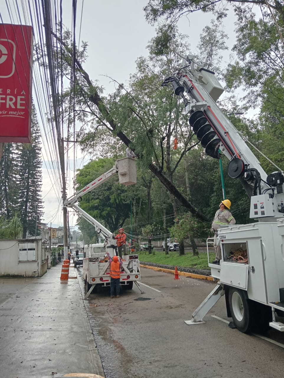 Cuadrilla municipal retira árbol caído en avenida Rébsamen durante lluvias en Xalapa