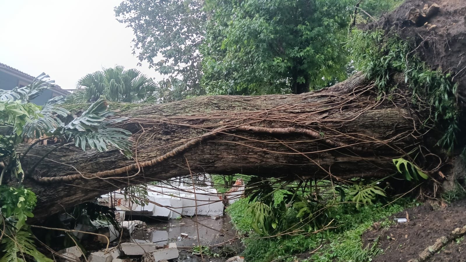 Árbol cae en Allende y Miguel Barragán en Xalapa; alcaldesa Griego supervisa