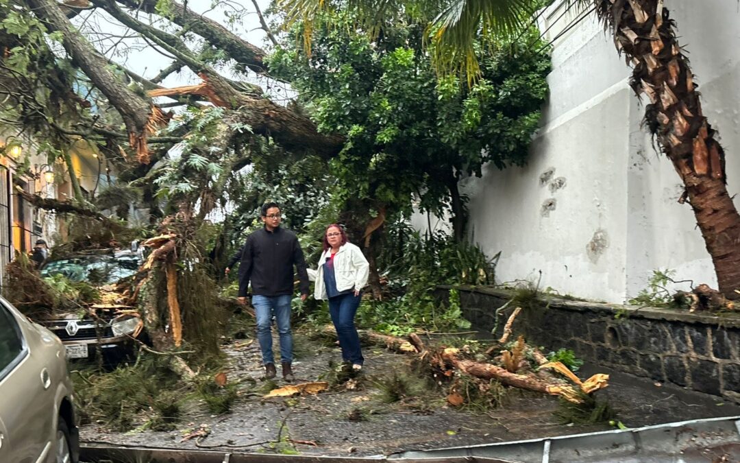 Árbol cae en Allende y Miguel Barragán en Xalapa; alcaldesa Griego supervisa