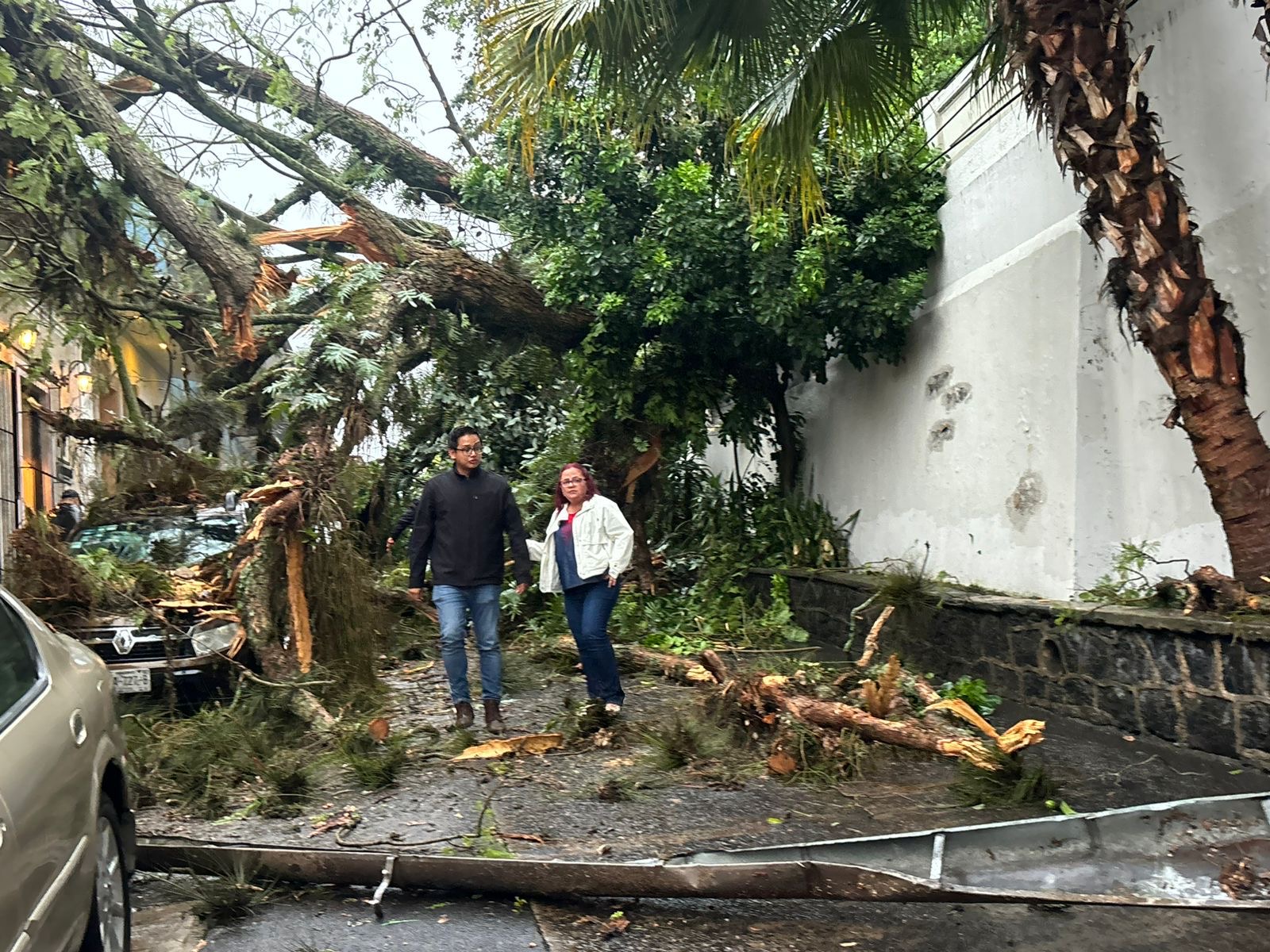 Árbol caído en calle Ignacio Allende en Xalapa
