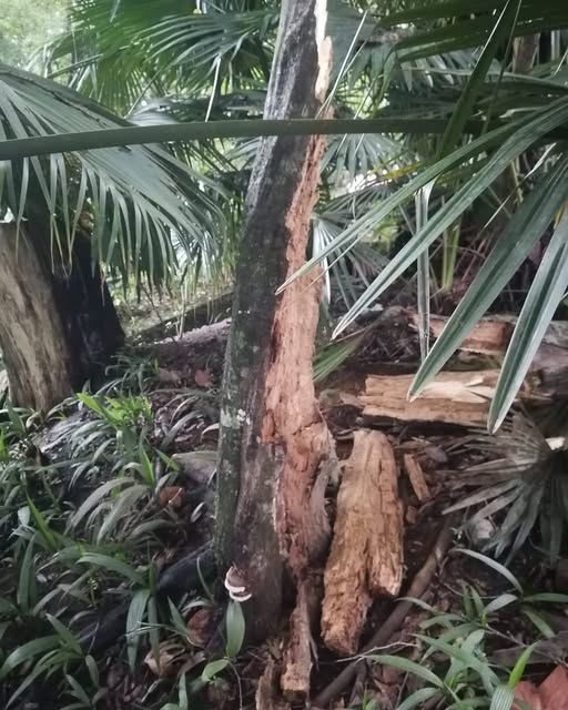 Árbol caído en la colonia Progreso Macuiltépetl de Xalapa