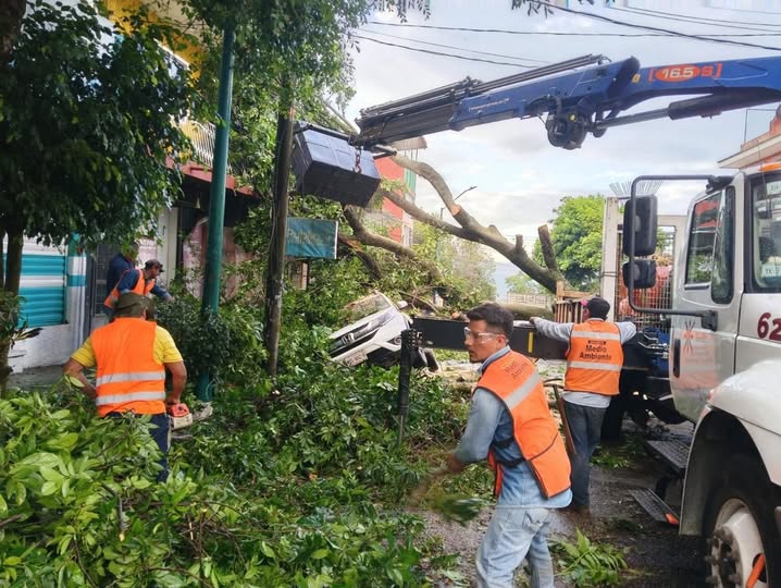 Trabajos de retiro de árbol caído en colonia Progreso