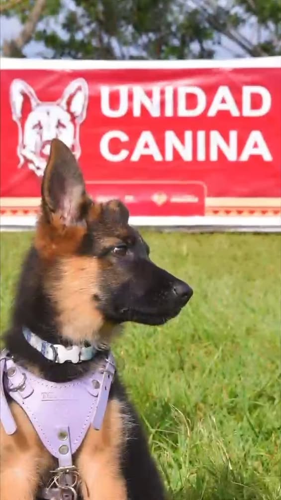 Agente canina Delta de la Fiscalía de Veracruz durante su entrenamiento técnico