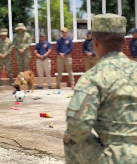 Inicia segundo Diplomado Nacional Perros Multipropósito