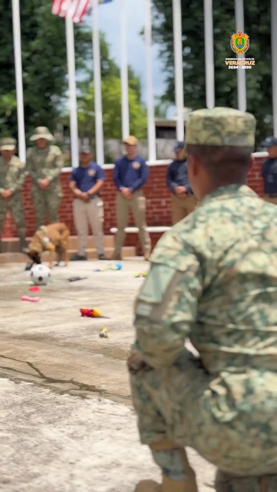 Personal de seguridad sostiene a perros adiestrados durante inicio de diplomado canino en Veracruz