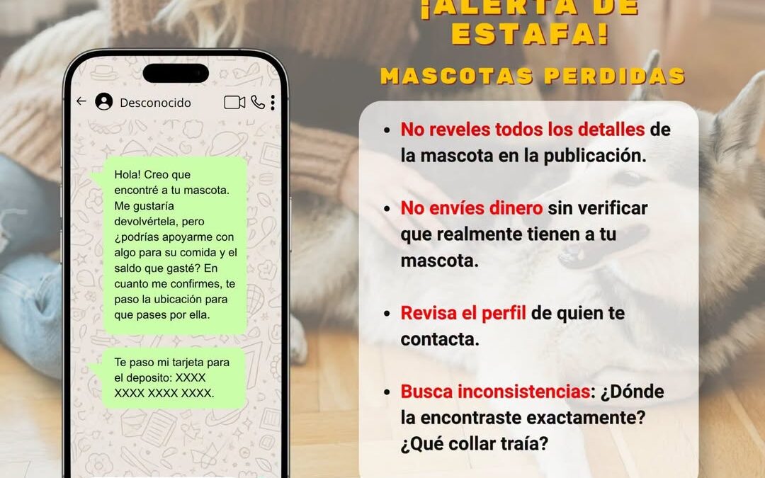 Veracruz: recomiendan verificar recuperación de mascotas perdidas