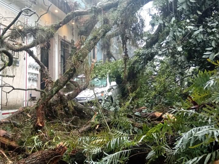 Retiro de árbol de jacaranda caído en el Centro de Xalapa por personal municipal y Sedena