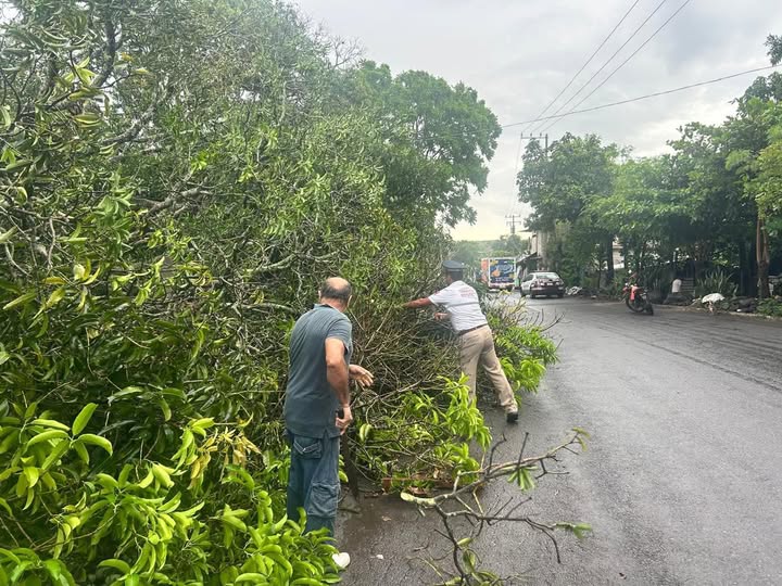 Elementos de SSP retiran árbol caído en colonia Progreso de Xalapa
