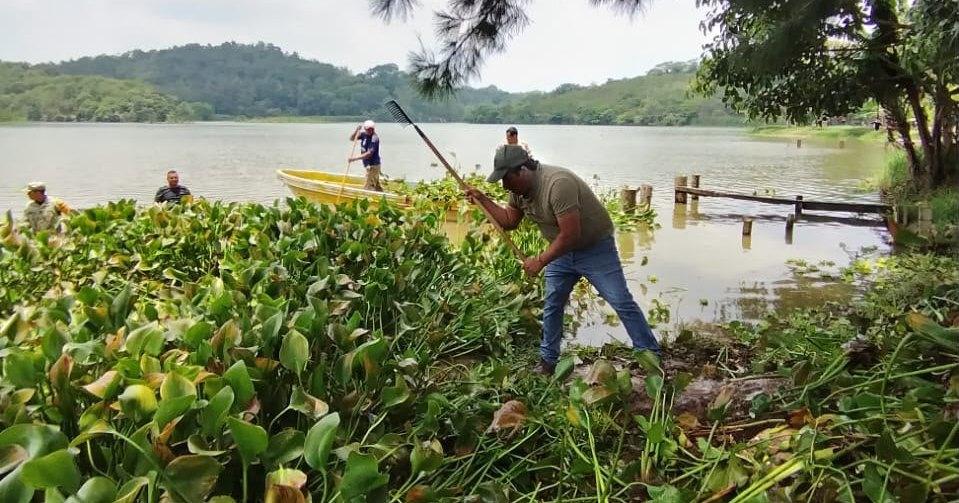 Retiran 30 metros cúbicos de lirio en Laguna de El Castillo