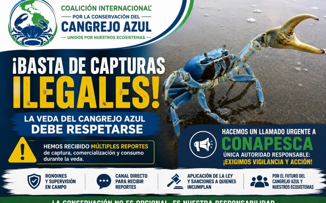 CADAV exige a CONAPESCA reforzar vigilancia por captura ilegal de cangrejo azul durante la veda en Veracruz