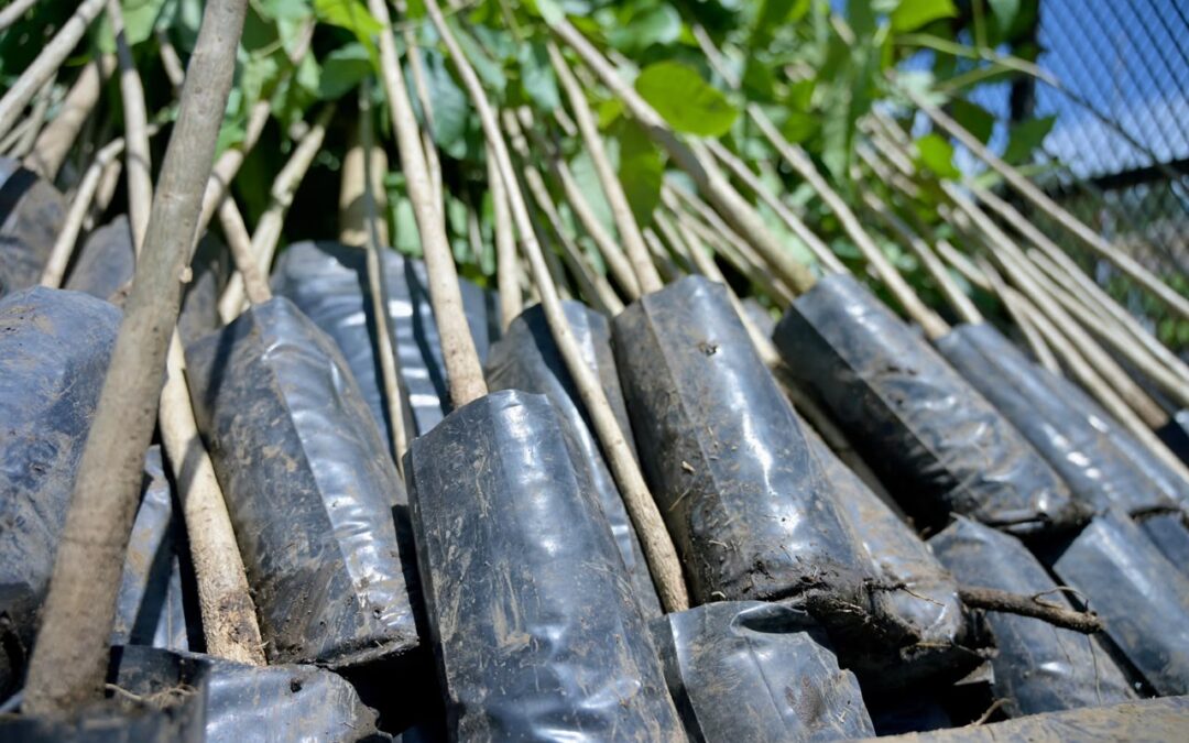 Ayuntamiento de Veracruz inicia programa de reforestación con 3 mil 600 árboles