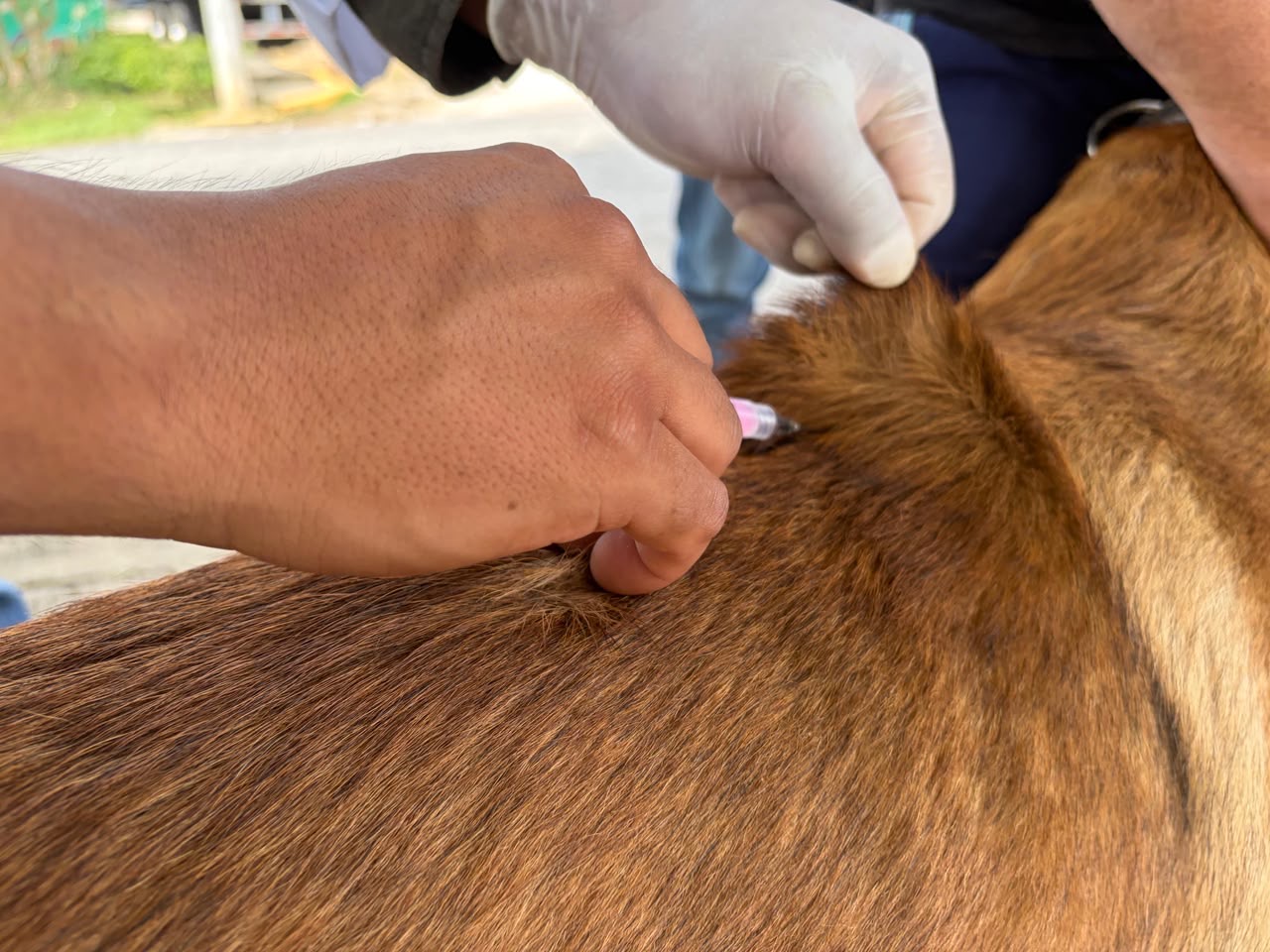 ayuntamiento-xalapa-aplica-3-mil-vacunas-antirrabicas Vacunación antirrábica gratuita para perros y gatos en Xalapa