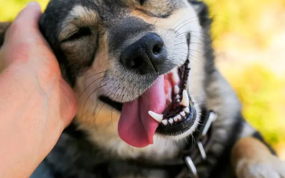 FGE Veracruz se suma al Día del Perro Callejero