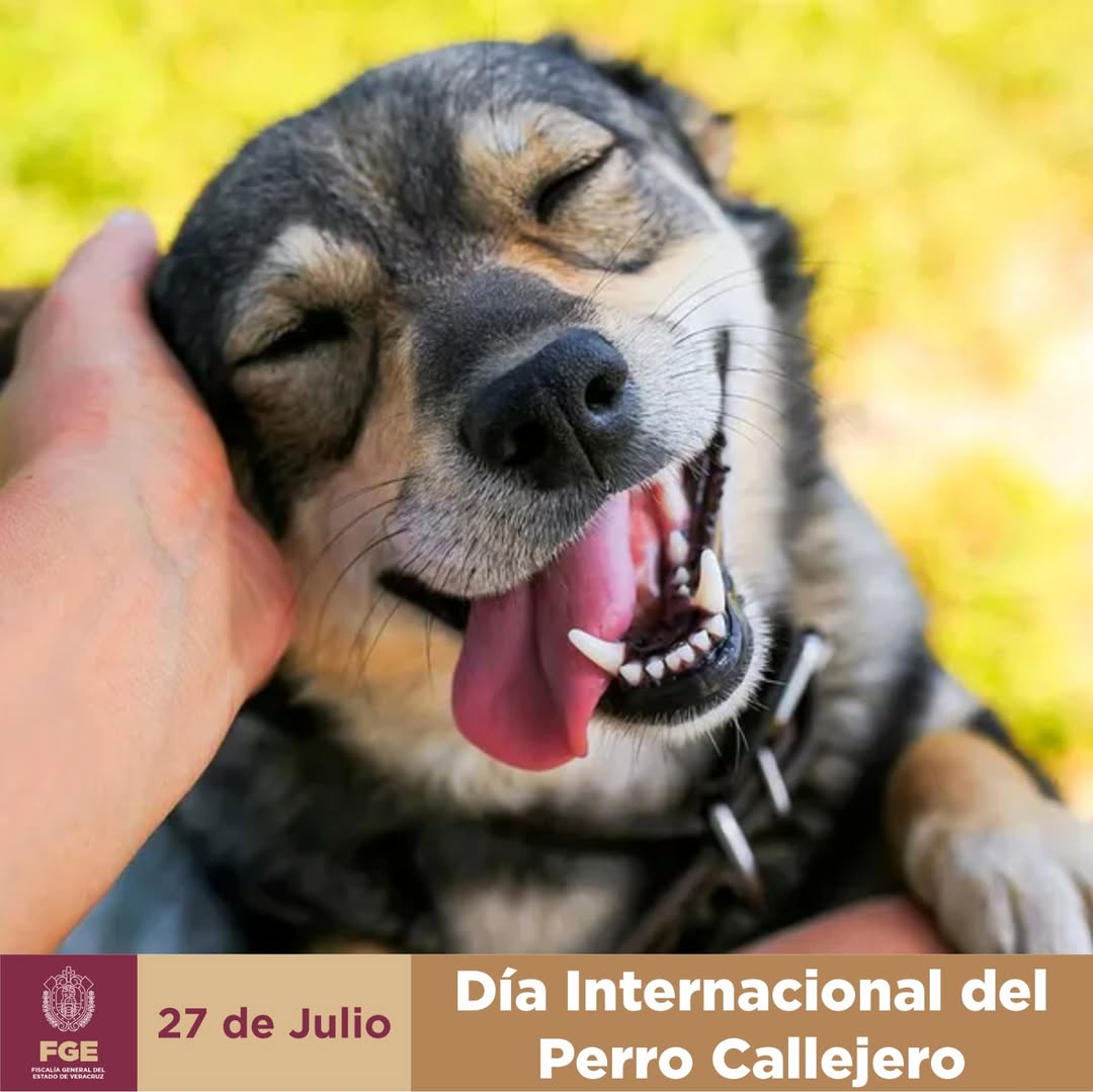 dia-perro-callejero-fge-veracruz Difusión de la Fiscalía de Veracruz sobre el Día del Perro Callejero