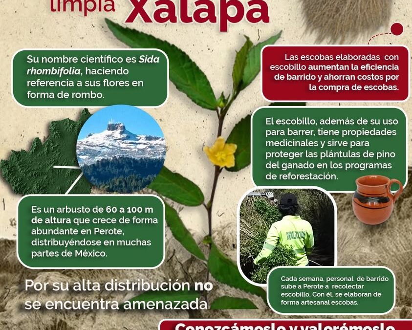 Escobas de calles de Xalapa se elaboran con arbusto de Perote