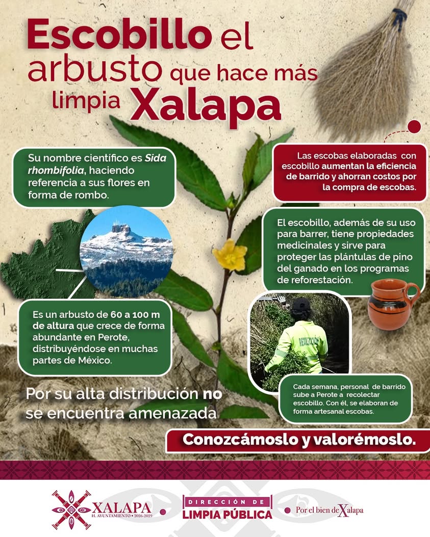 Escobas artesanales hechas con arbusto recolectado en Escobillo, Perote, para barrer calles de Xalapa