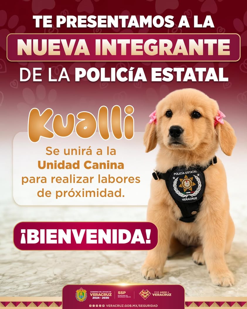 kualli-perrita-golden-retriever-policia-estatal Perrita Golden Retriever Kualli, nueva integrante de la Unidad Canina de la Policía Estatal de Veracruz