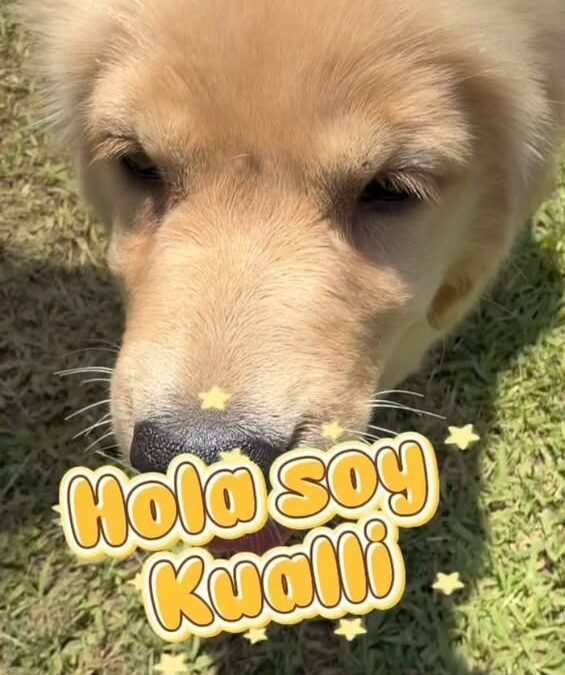 Kualli avanza en su segunda semana de adiestramiento canino en Veracruz