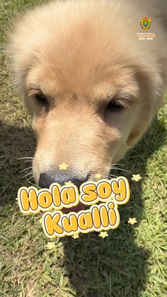 kualli-segunda-semana-adiestramiento-unidad-canina Kualli, can de la Policía Estatal de Veracruz, durante su adiestramiento