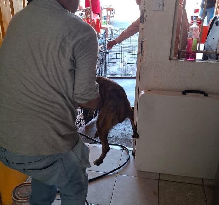 Ayuntamiento de Veracruz rescata a perrita con quemaduras en Lomas del Vergel