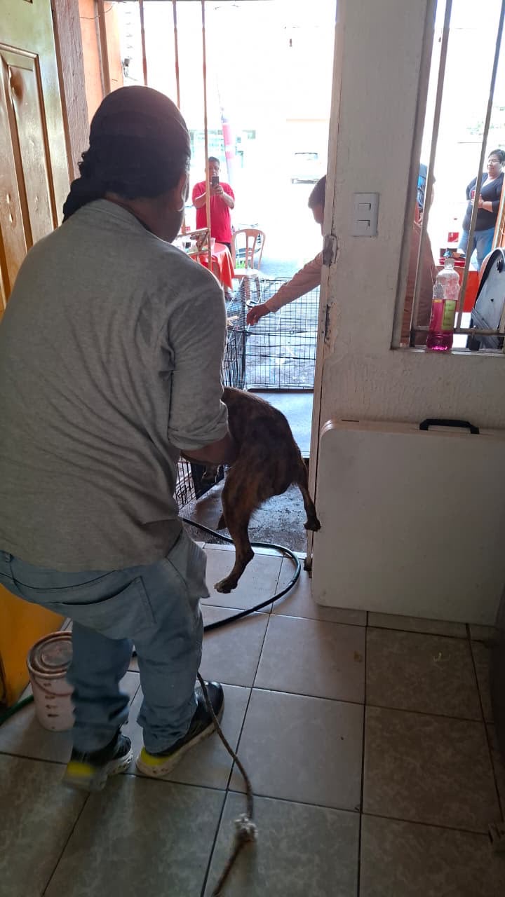 Perrita Hiena con quemaduras en el lomo rescatada en Lomas del Vergel