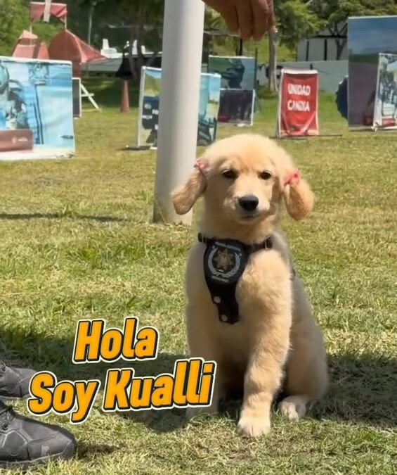Perro Kualli completa primera semana de adiestramiento policial