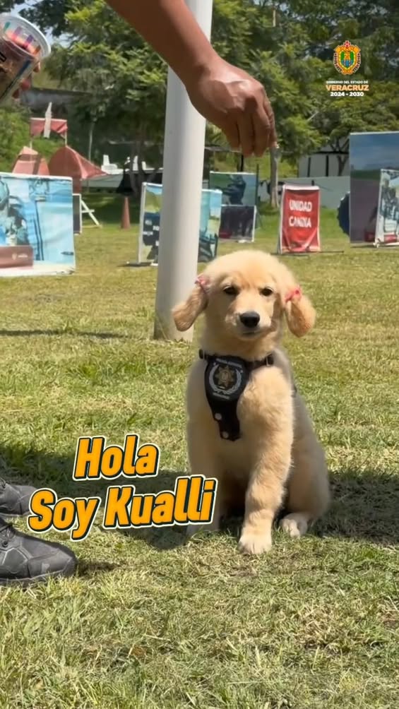 perro-kualli-adiestramiento-unidad-canina Perro Kualli durante entrenamiento en Unidad Canina de la Policía Estatal de Veracruz
