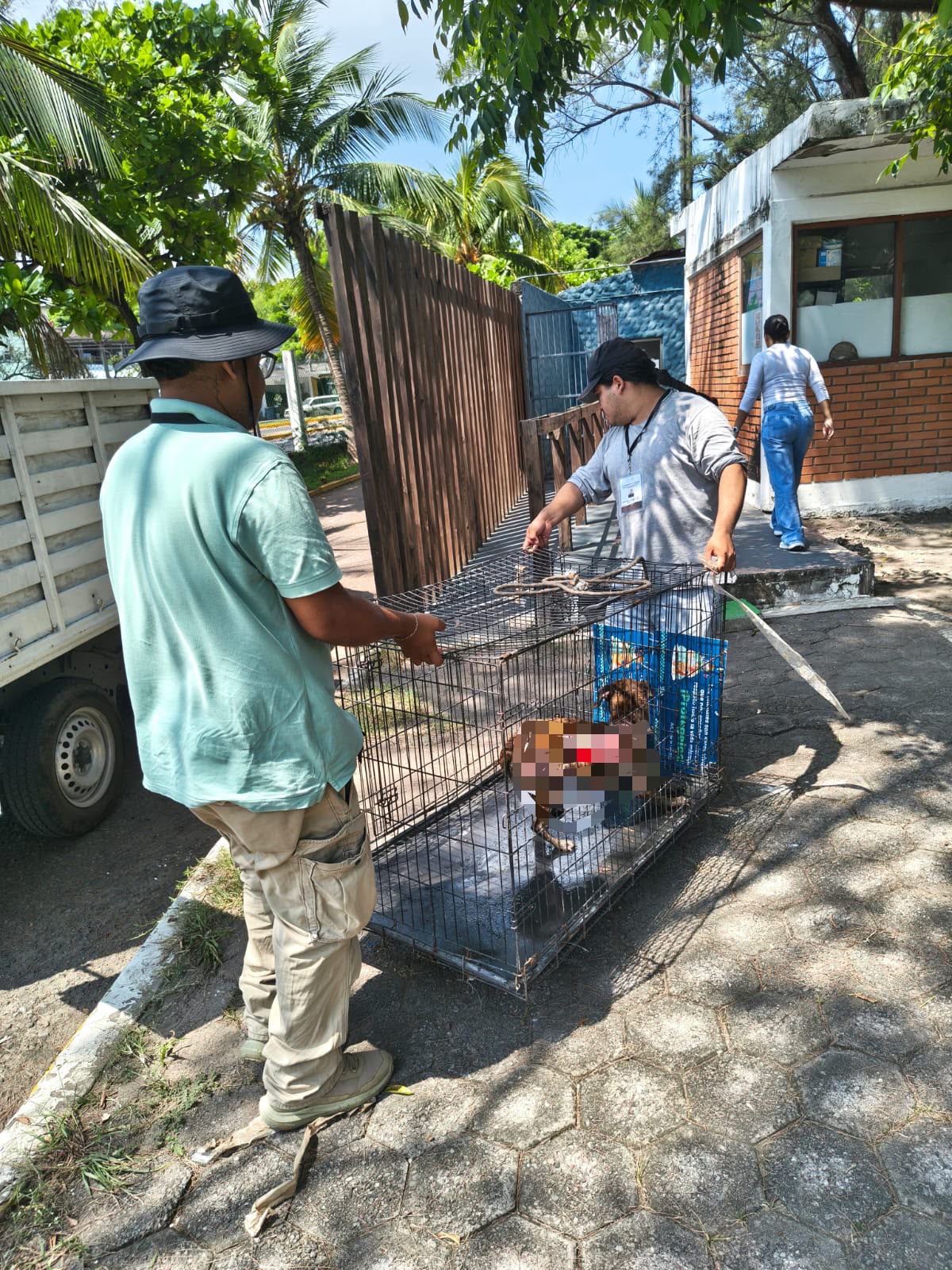 Ayuntamiento de Veracruz rescata a perrita con quemaduras en Lomas del Vergel
