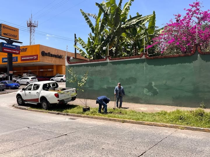 Ayuntamiento de Xalapa planta 20 árboles en tres colonias