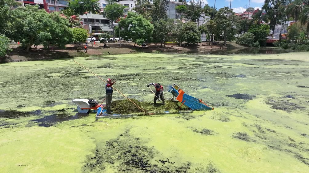 Xalapa retira vegetación invasora en lagos de Las Ánimas