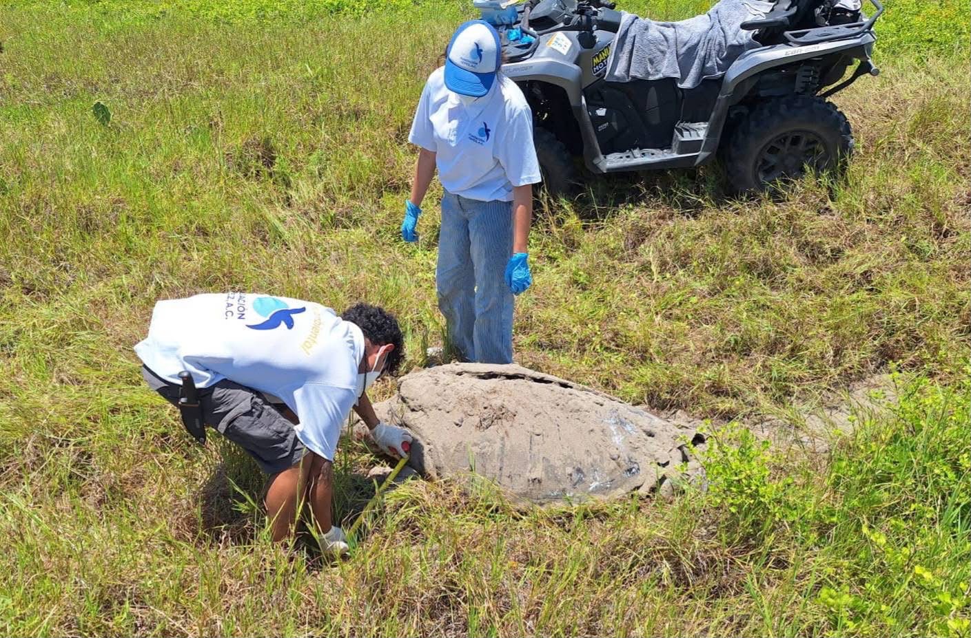 Hallan tortuga macho de 300 kg muerta en Nautla por golpe de embarcación