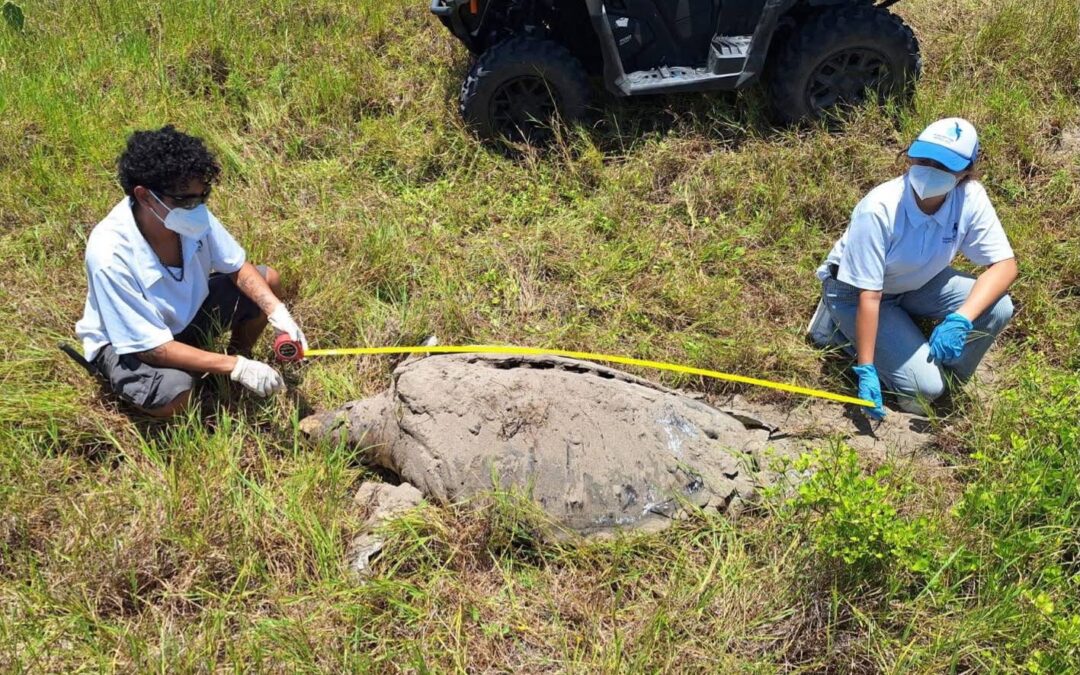 Hallan tortuga macho de 300 kg muerta en Nautla por golpe de embarcación