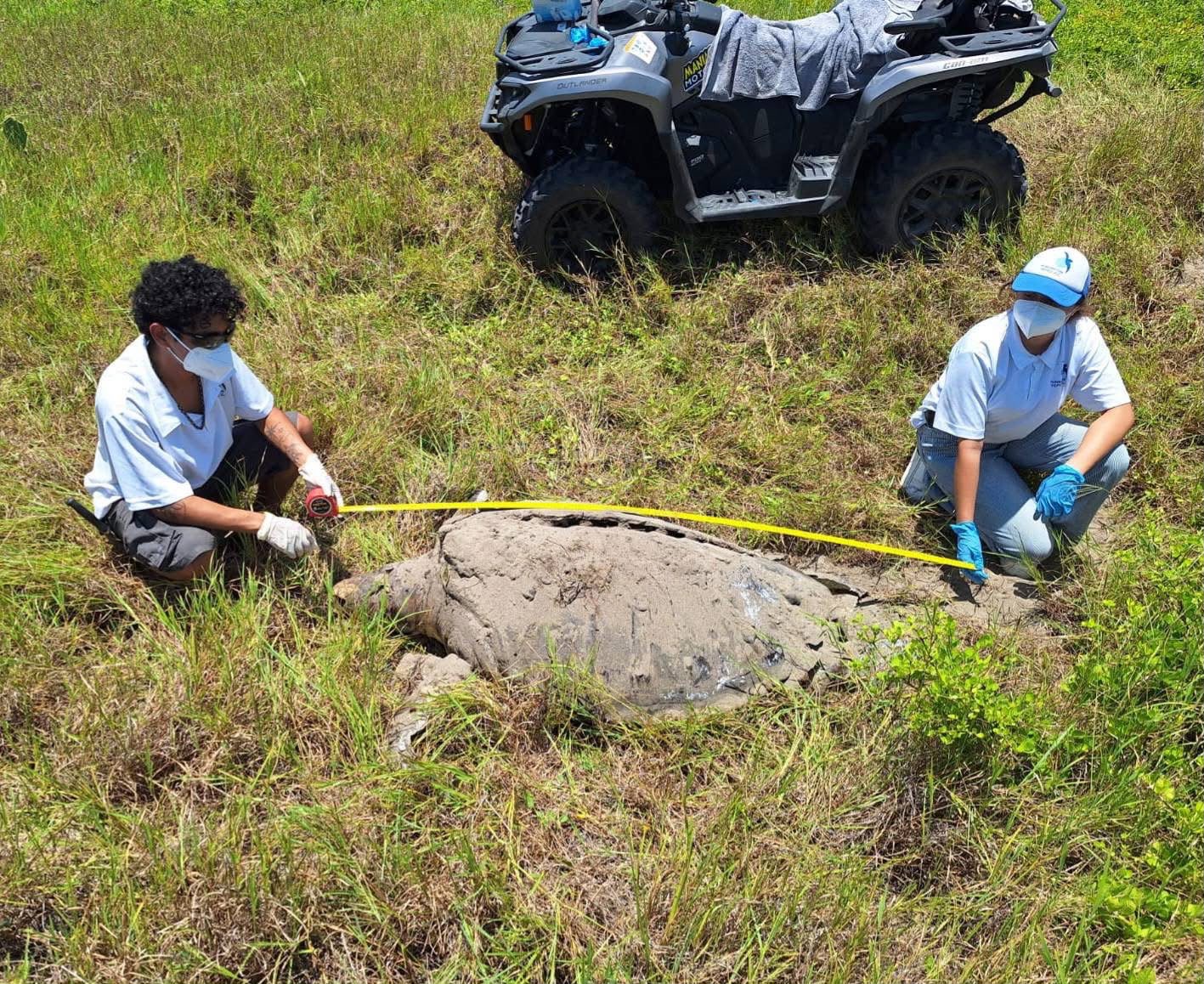 tortuga-verde-muerta-nautla Tortuga verde macho de 300 kilogramos hallada sin vida en la costa de Nautla, Veracruz