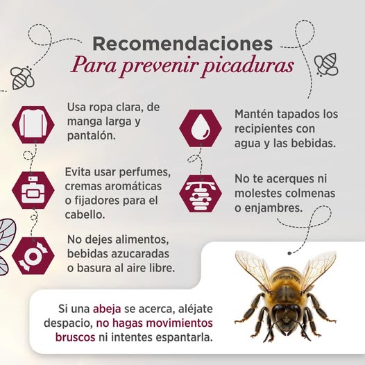 Protección Civil Veracruz: abejas más activas, qué hacer ante picaduras y alergias