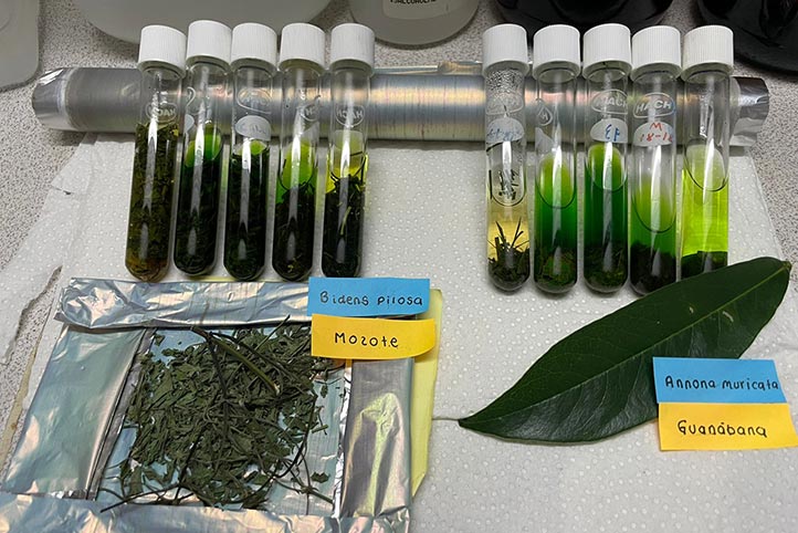 Alumnas analizan potencial analgésico de plantas medicinales en la UV