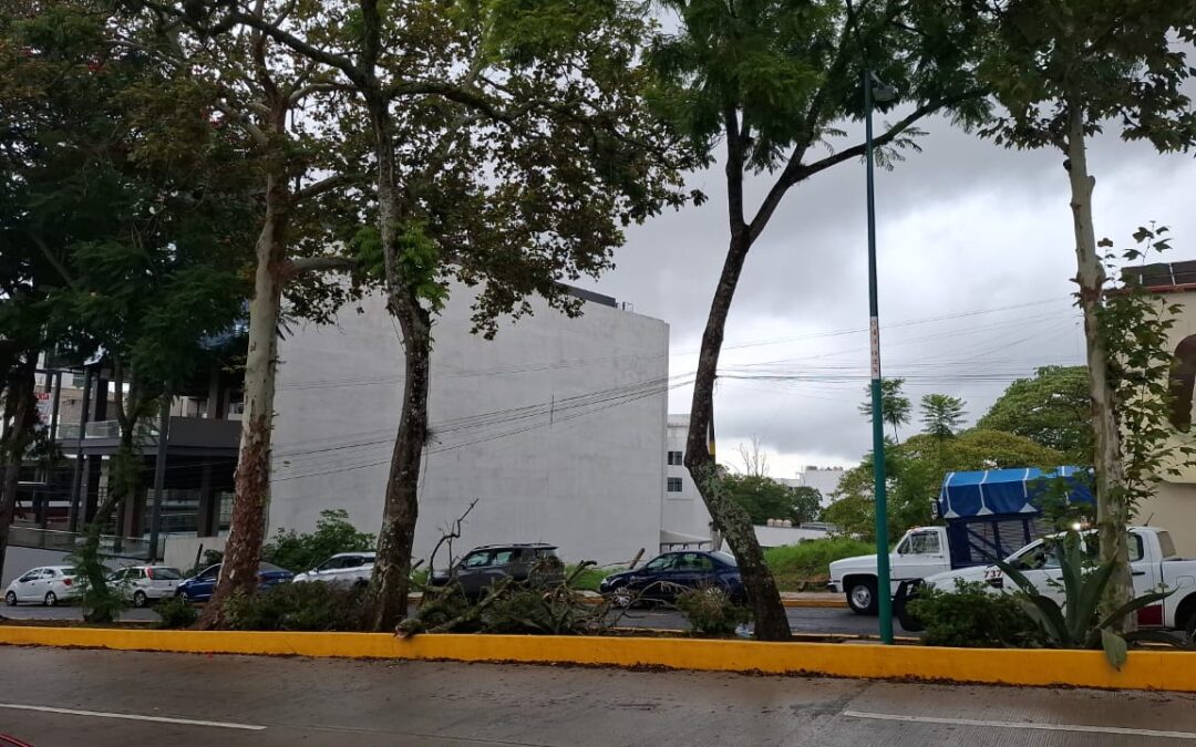 Cae árbol en avenida Acueducto de Xalapa por lluvias intensas