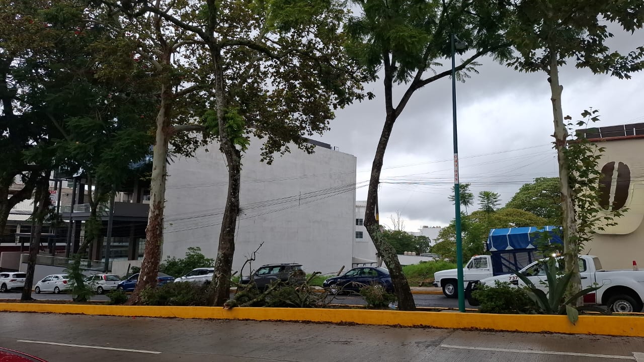 Árbol de jacaranda caído sobre la avenida Acueducto en Xalapa